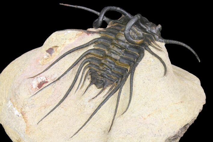 Spiny Dicranurus Trilobite - Atchana, Morocco #161688